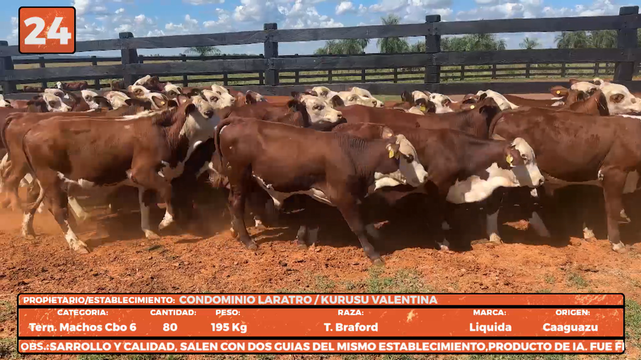Lote LOTE 24