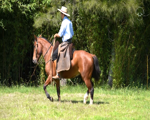 Lote El Gavilán Mariposa Manta (RP 417) Cabaña "El Gavilán"