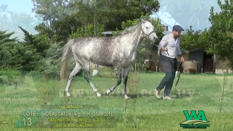 Lote IDEAL CATCH (Arg)