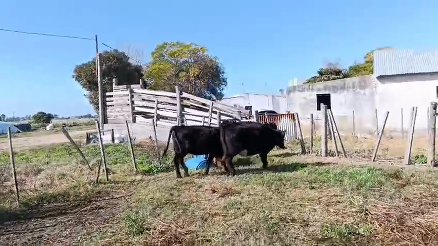 Lote 3 Vaquillonas  a remate en Pantalla Especial de Otoño, San José