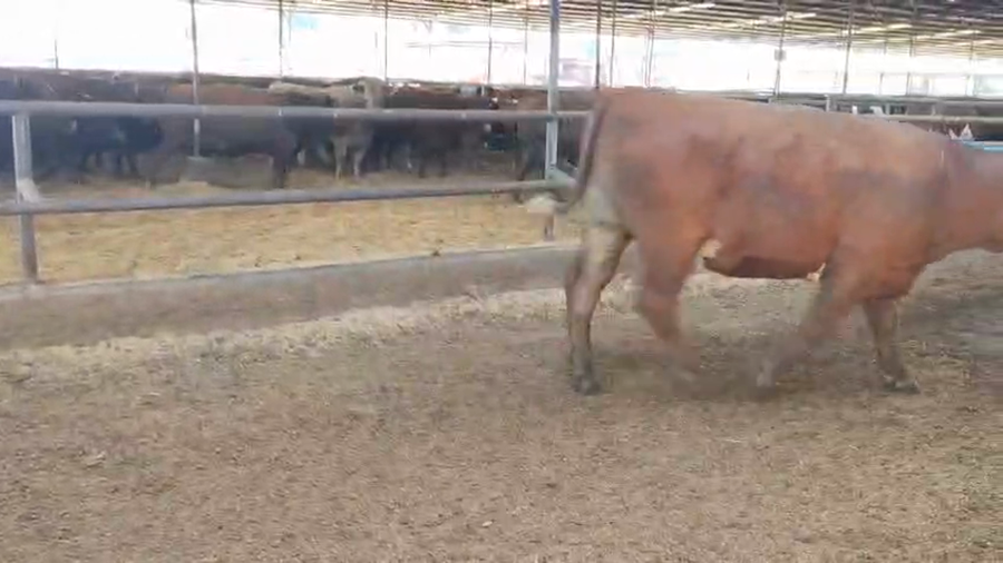 Lote 26 Novillo Gordo en Linares, VII  Región Maule