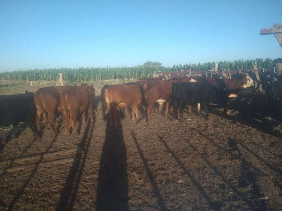 Lote 15 Terneras en Gral. Lamadrid, Buenos Aires