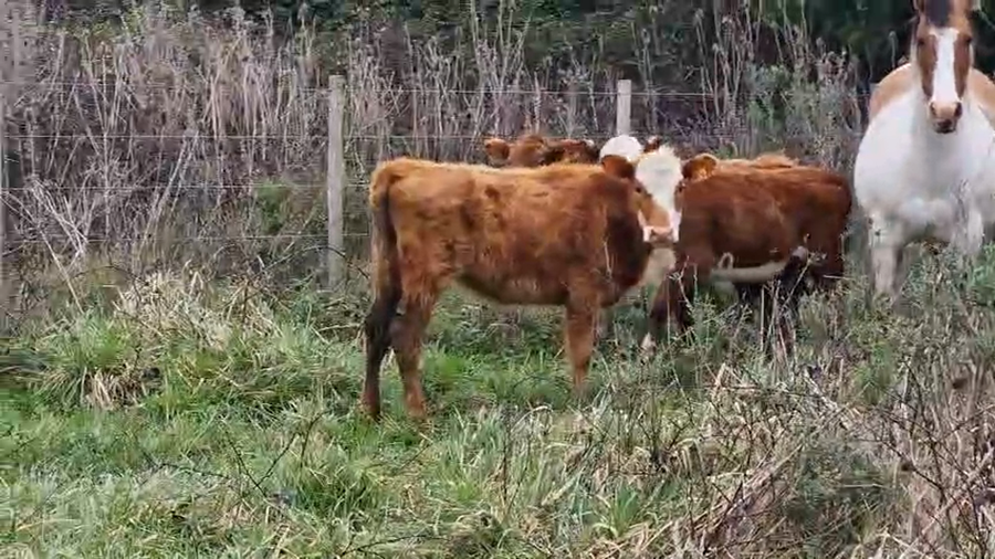 Lote 3 Terneras a remate en Pantalla Aniversario - Escritorio Camy, San José