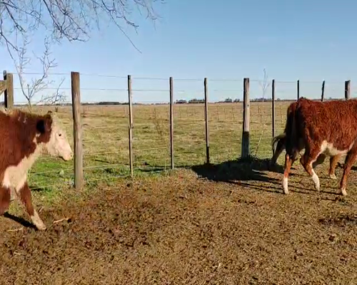 Lote 54 NOVILLITOS/VAQUILLONAS DE 280 KG, EN NAVARRO, PBA.-