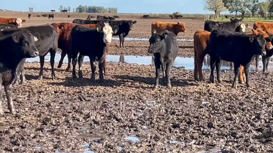 Lote 110 Terneros/as