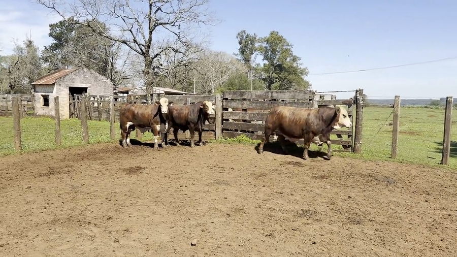 Lote Toros Braford de "San Simon"