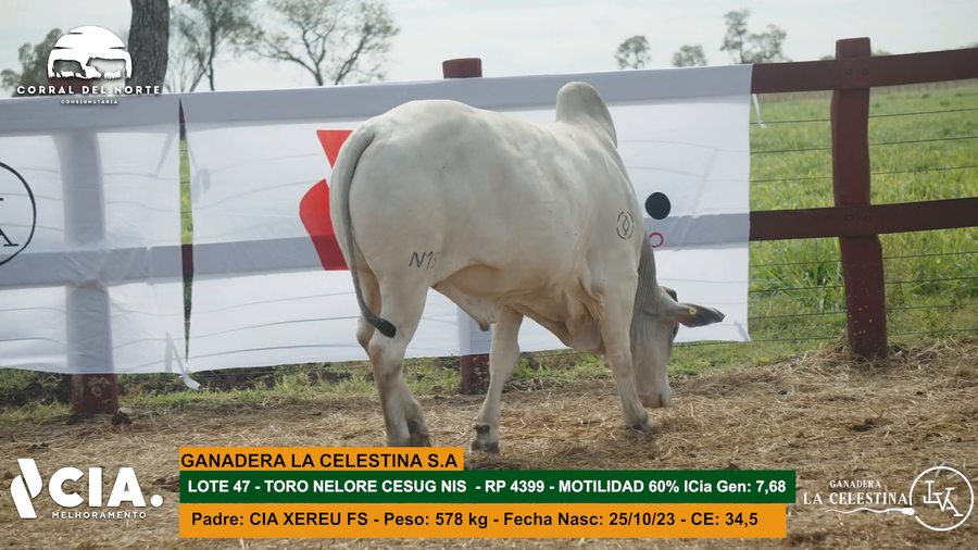 Lote 