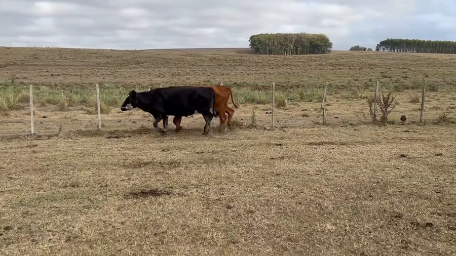 Lote 283 Vacas de Invernada en Rocha
