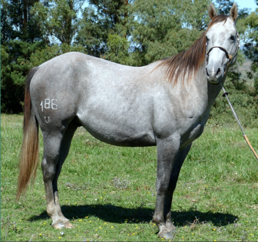 Lote VDA GATO ROMANO