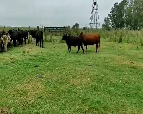 Lote 75 Terneras en Pehuajó, Buenos Aires