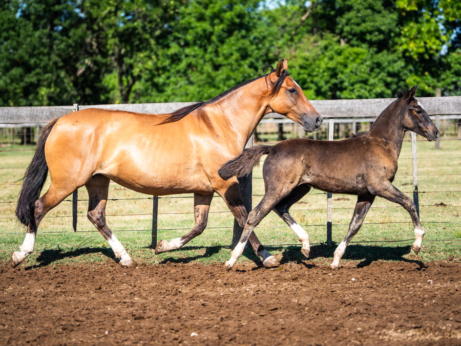 Lote DEL SIETE SONRISA