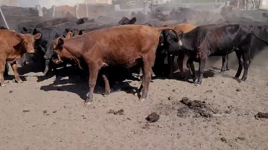 Lote 50 Terneros en Villaguay, Entre Ríos