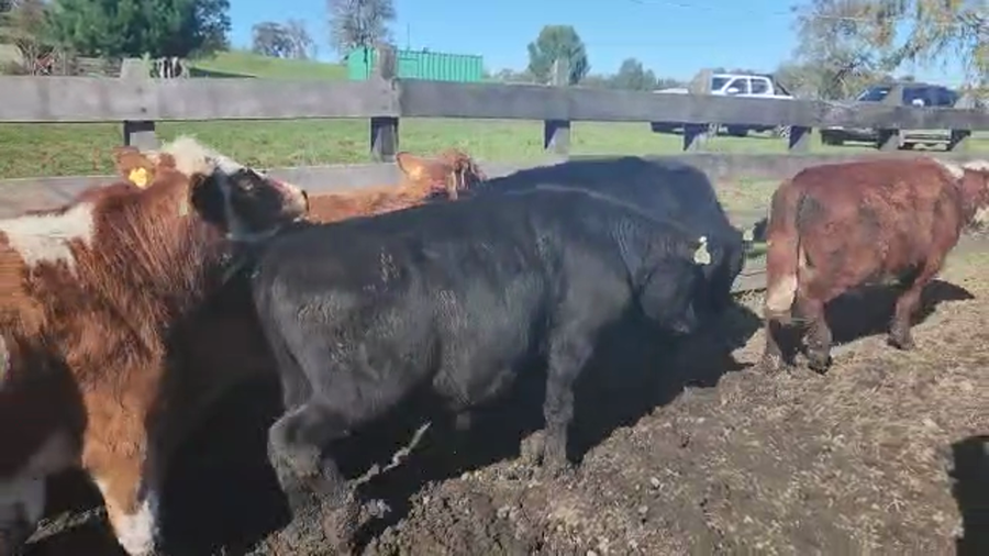 Lote 50 Novillo Engorda en Río Bueno, XIV Región Los Ríos