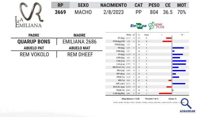 Lote LOTE 43