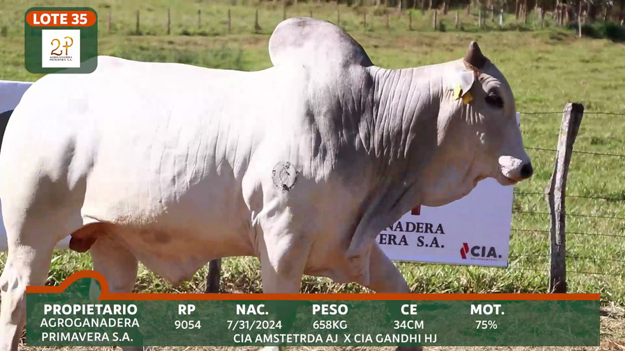 Lote 2P PRIMAVERA