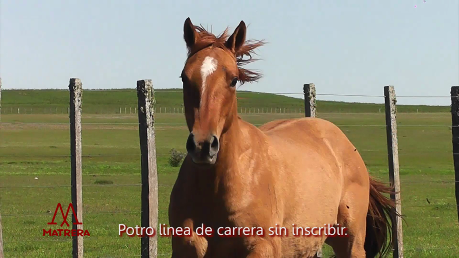Lote POTRO GATEADO