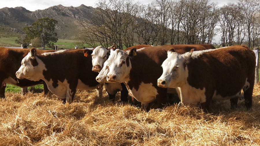 Lote VACAS ANGUS PC PARICION OTOÑO CABAÑA HUAICO MUN