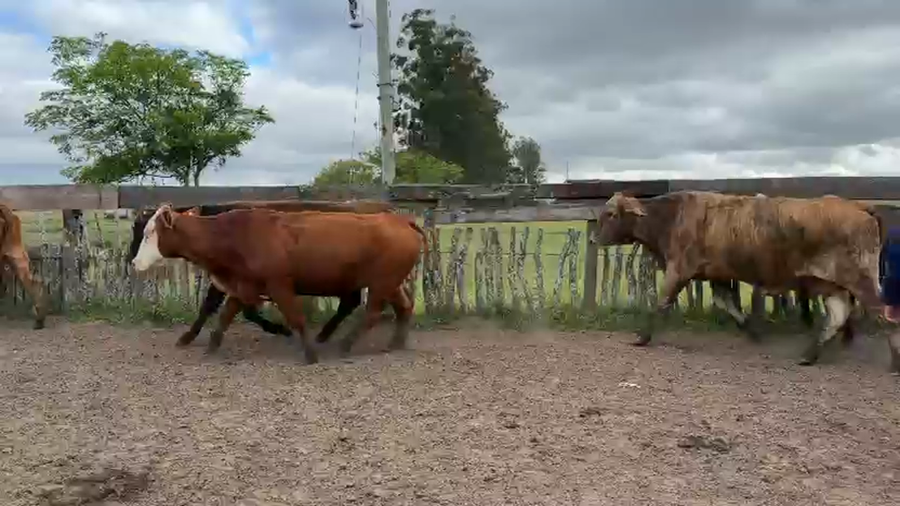 Lote 50 Vacas de invernar