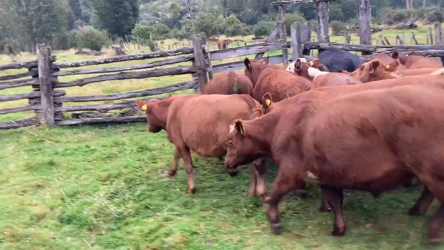 Lote 45 Novillo Engorda en Chile Chico, XI Región Aysén