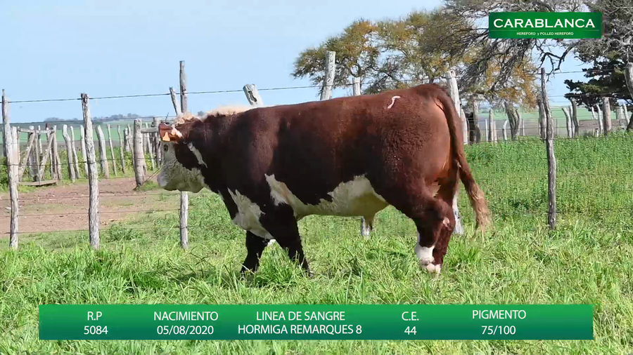 Lote Carablanca