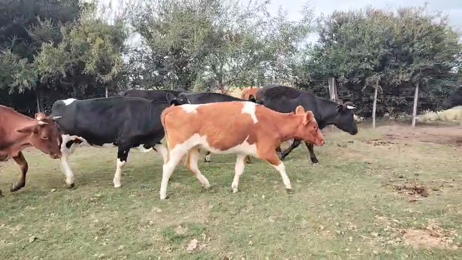 Lote 9 Vaquillonas  a remate en Pantalla Camy, San José