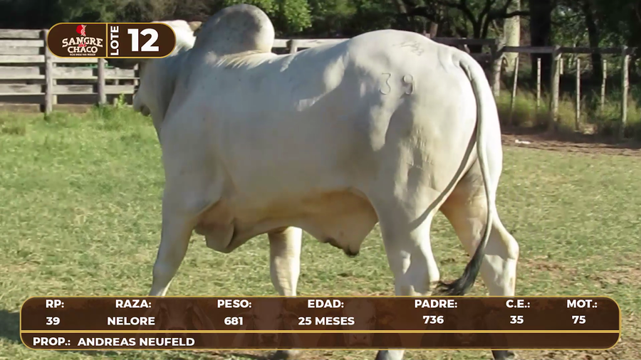 Lote Lote 12