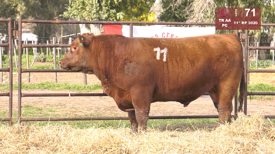 Lote TOROS ANGUS COLORADOS  PC