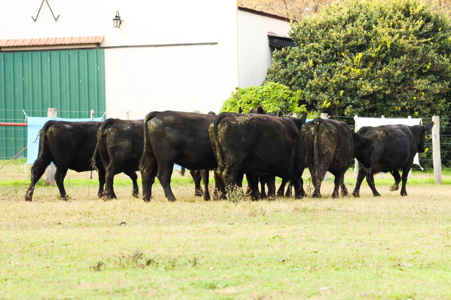Lote CABAÑA COEMBOTÁ: 10 VACAS PC PREÑADAS