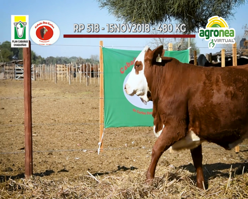 Lote VAQUILLONA BRAFORD "DON CARLOS"