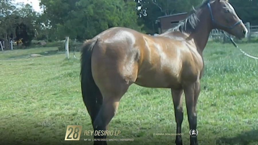 Lote Yeguarizos a remate en 6° Remate Especial de Velocidad, Montevideo