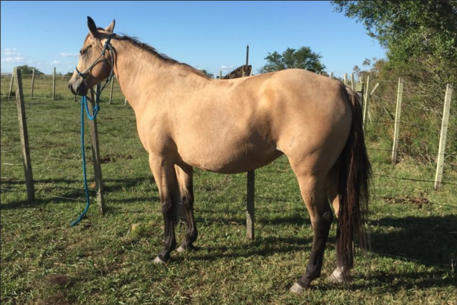 Lote FRONTERIZA I 313