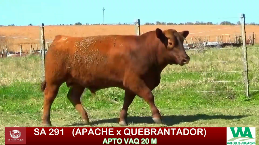 Lote Toros a remate en ANGUS EL REBENQUE, Florida