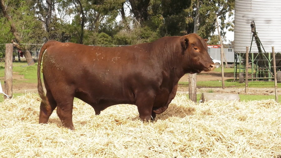 Lote TOROS PUROS CONTROLADOS