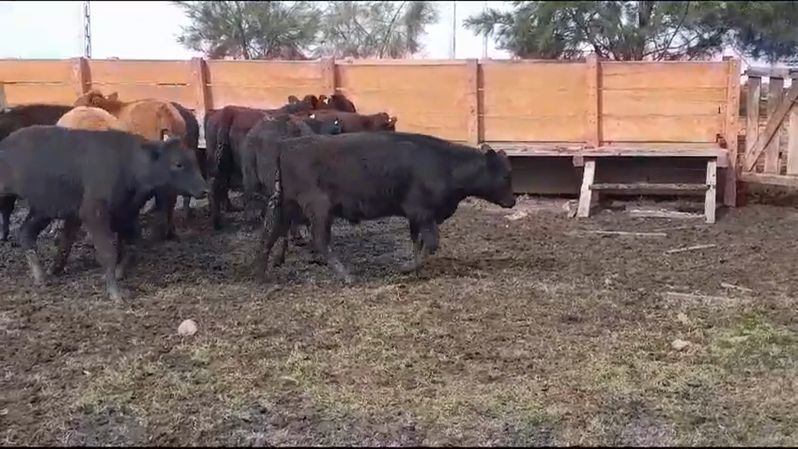 Lote NOVILLOS 1 A 2 AÑOS