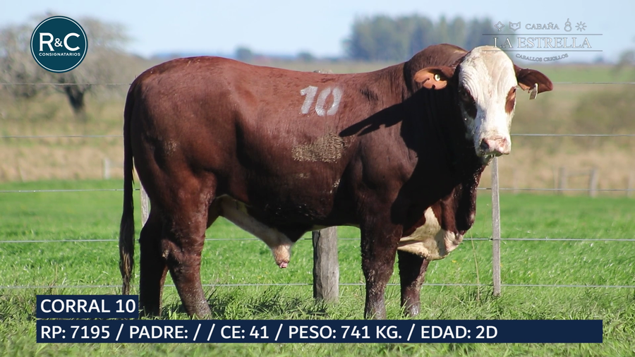 Lote Toro Braford