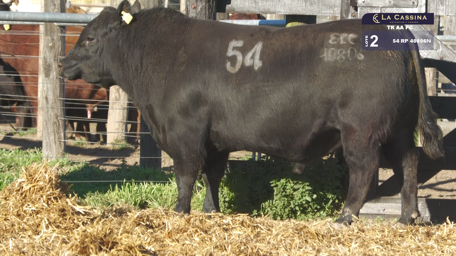 Lote TOROS ANGUS PURO CONTROLADO