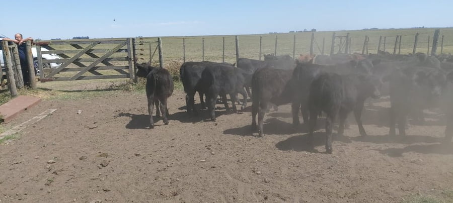 Lote 70 Terneros en Tres Arroyos, Buenos Aires