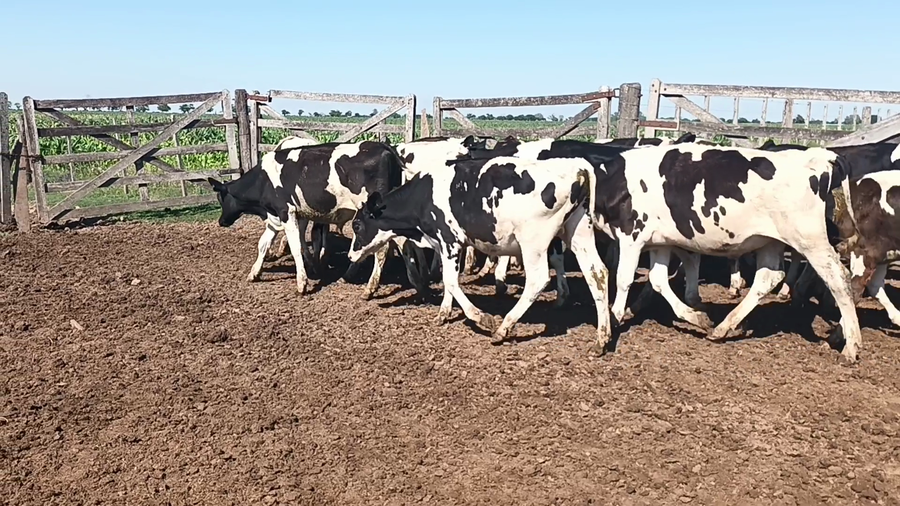 Lote 20 Terneros Holando Argentino en Constanza, Santa Fe