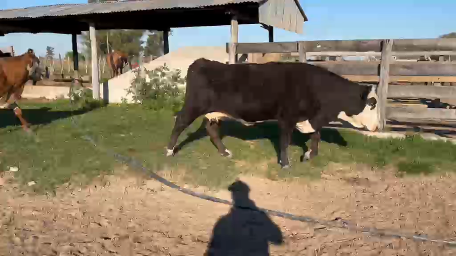 Lote 29 CUT con cría  en Corrientes, Goya