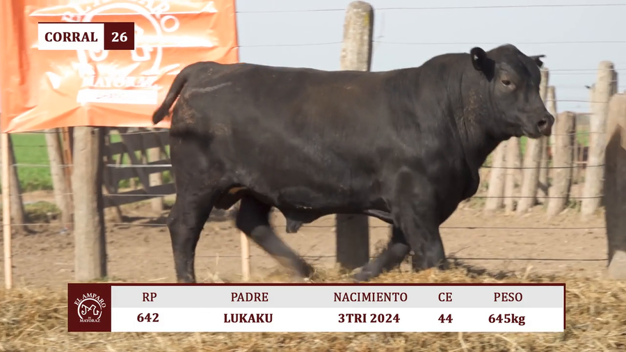Lote Toros BRANGUS NEGRO EL AMPARO