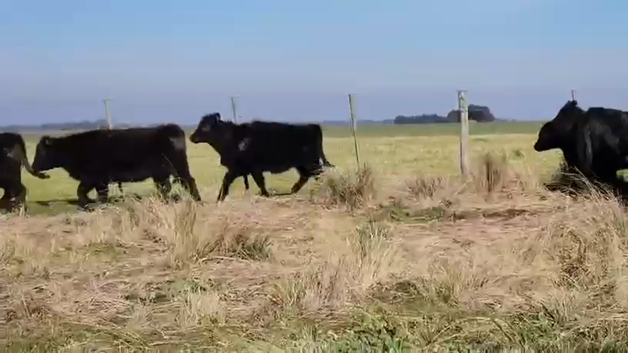 Lote 78 Terneras en Buenos Aires, De la Garma