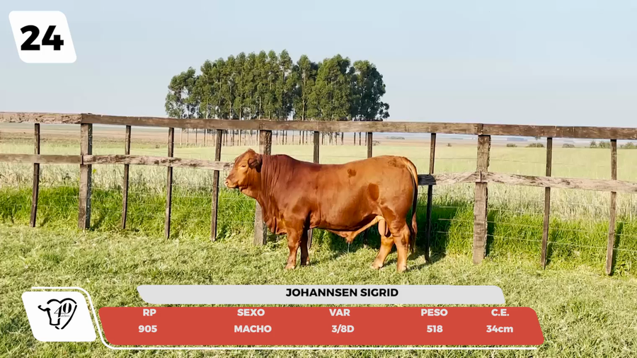 Lote LOTE 24- JUNIOR