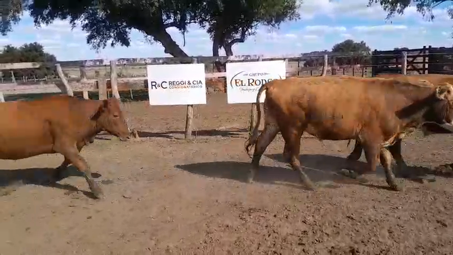 Lote 250 Novillos