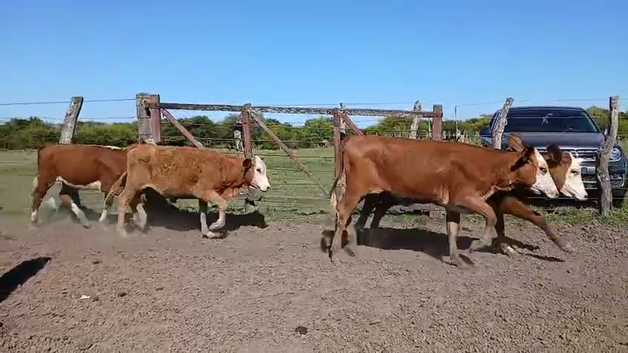 Lote 125 Terneras en Corrientes, Sauce