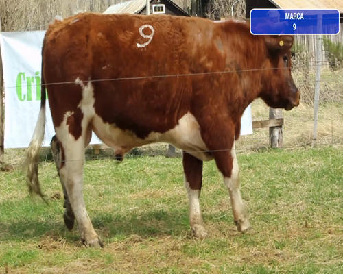 Lote 1 Toro en Coyhaique, XI Región Aysén