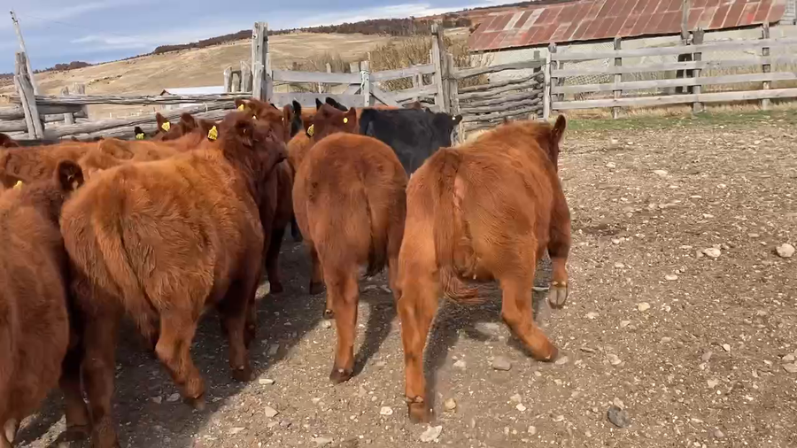 Lote 26 Ternera en Coyhaique, XI Región Aysén