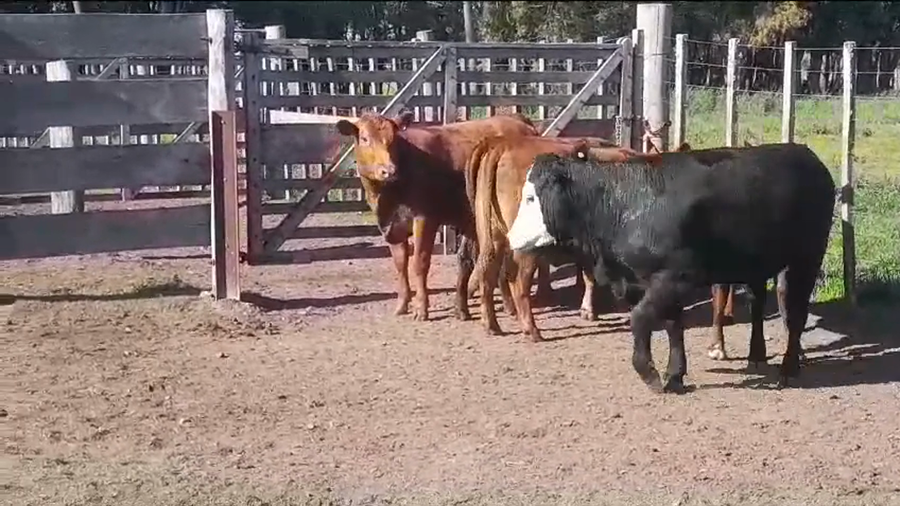 Lote 5 Vaquillonas/Vacas Gordas a remate en #37 Pantalla Carmelo 380kg -  en PLAYA FOMENTO