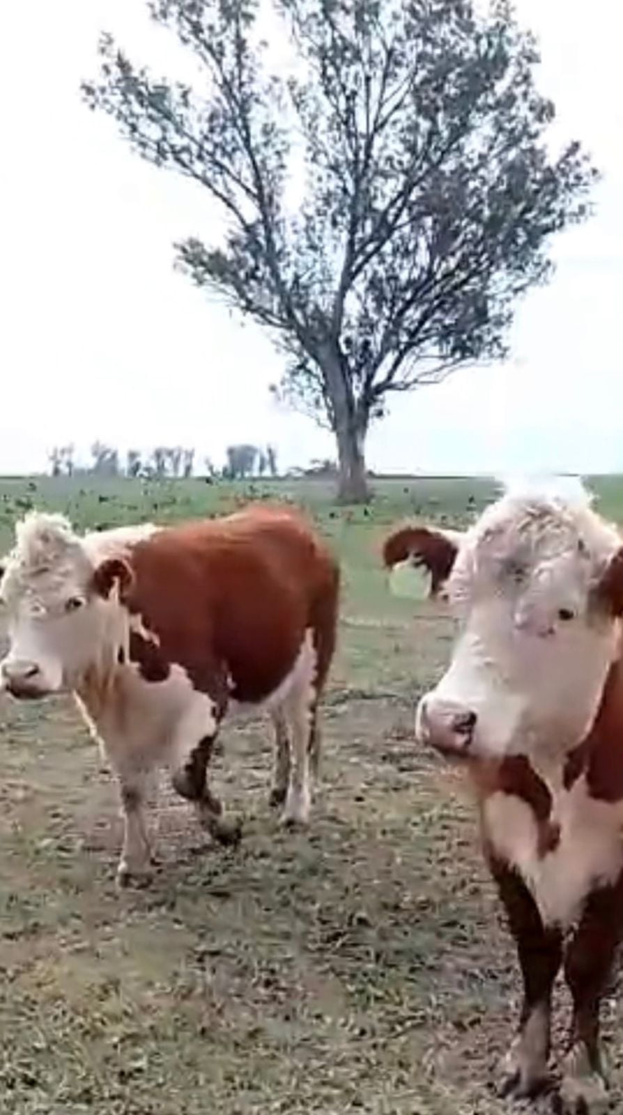 Lote Cabaña Doble G del Litoral