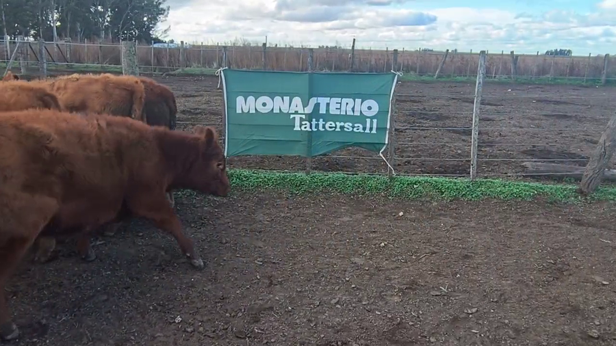 Lote 45 Terneras en Coronel Suarez