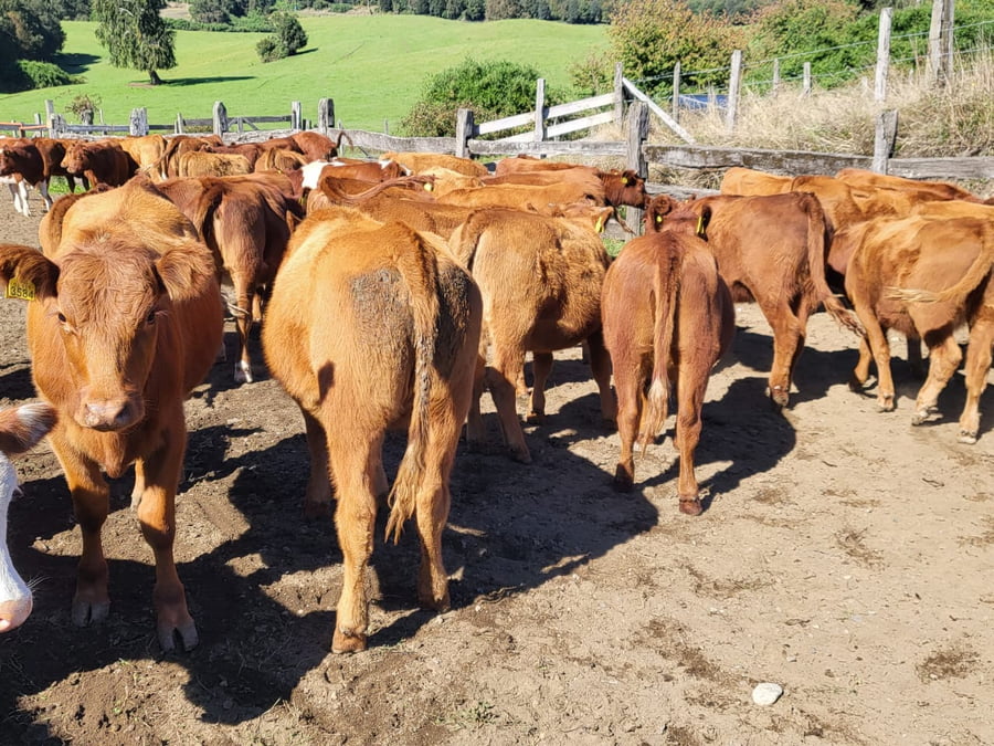 Lote 55 Vaquilla Engorda en Futrono, XIV Región Los Ríos